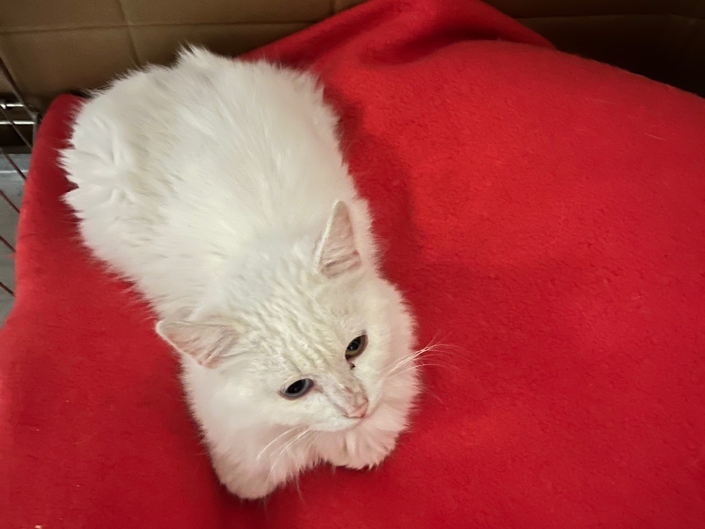 Adotta un gatto, maschio, 1 anno e 2 mesi, Padova