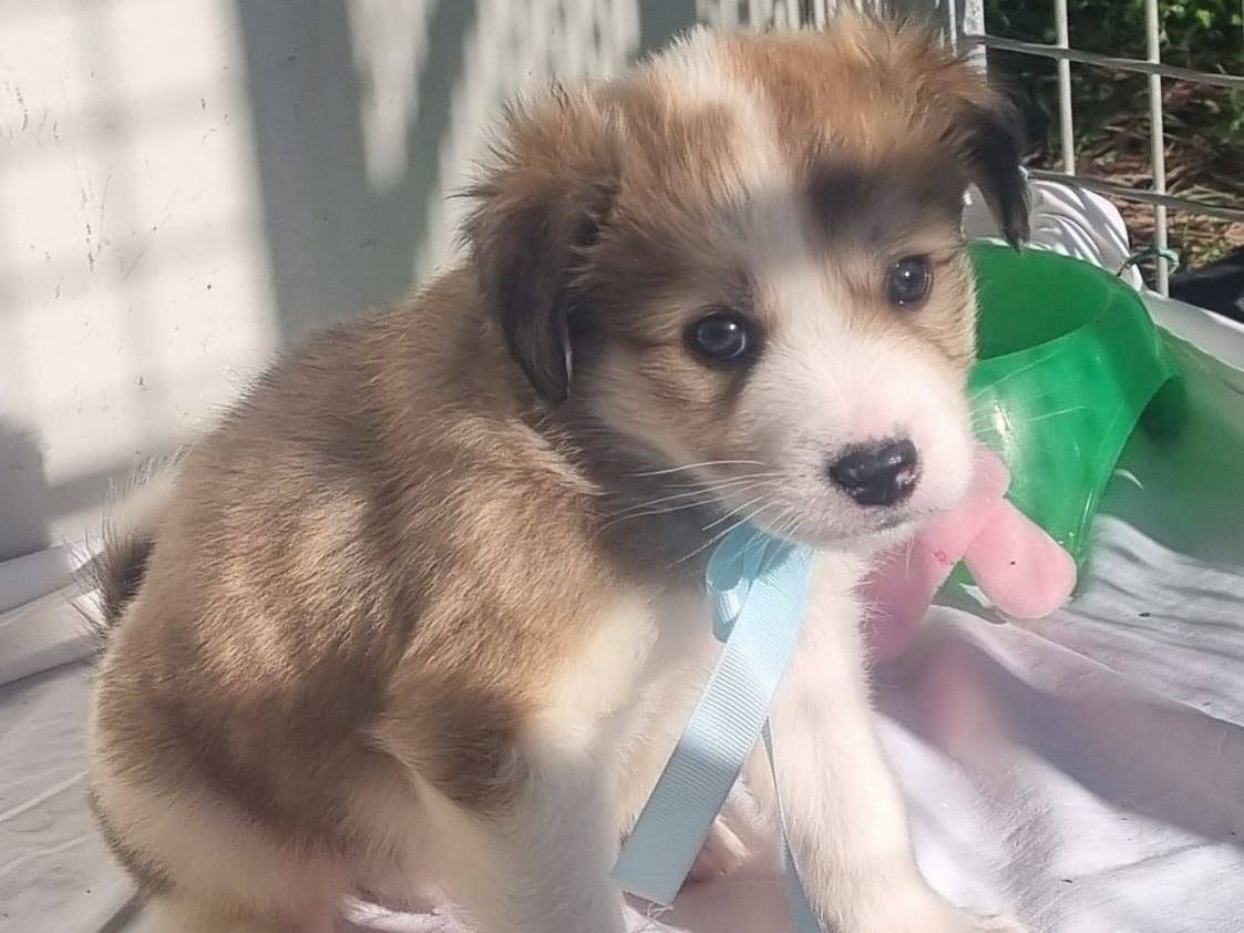 Adozione cane, maschio, Razza sconosciuta Razza sconosciuta, 2 mesi, taglia grande, Taranto