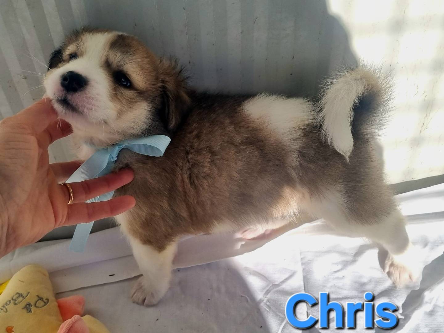 Adotta un cane, maschio, 2 mesi, Taranto