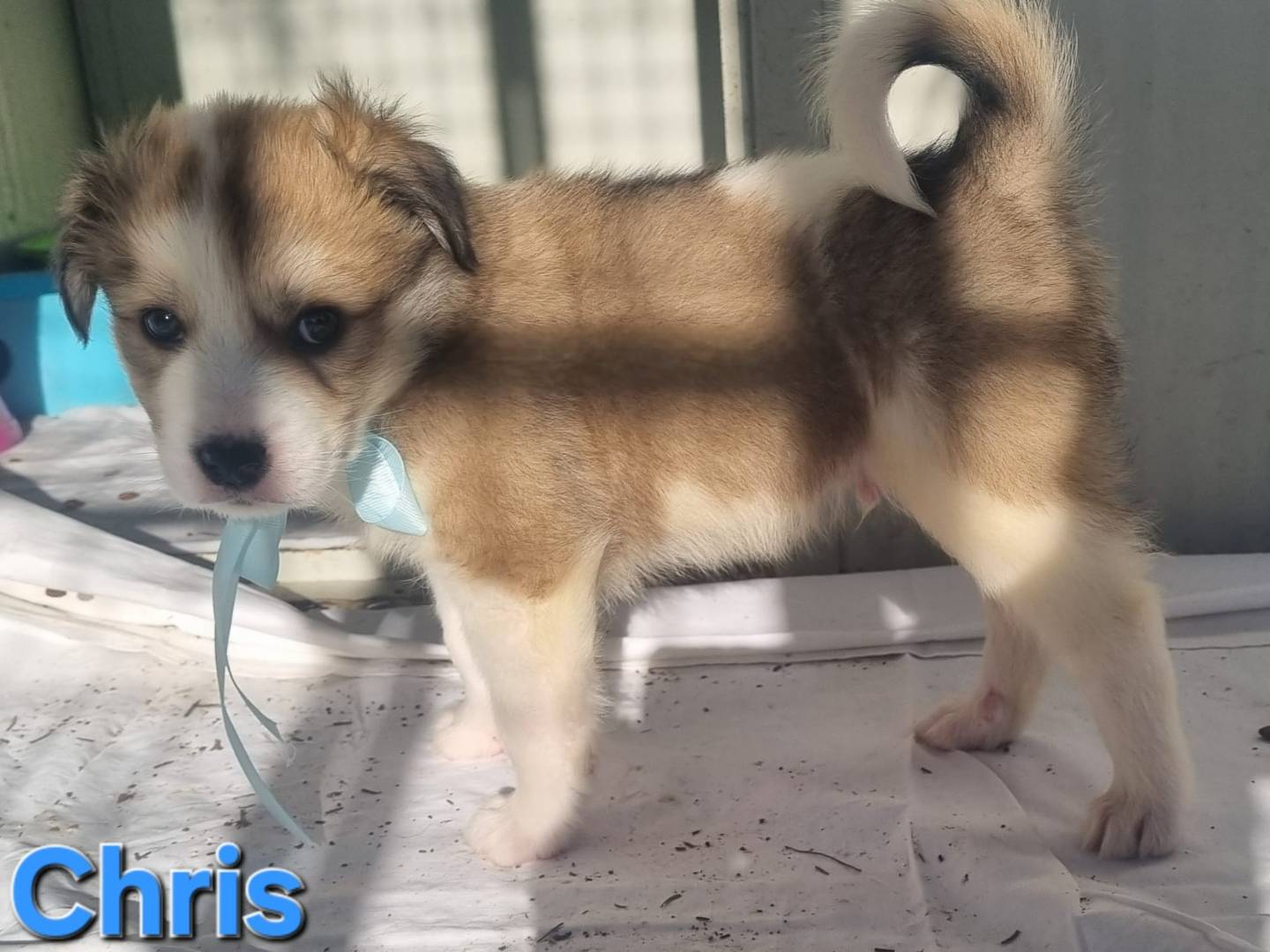 Adotta un cane, taglia grande, maschio, Taranto