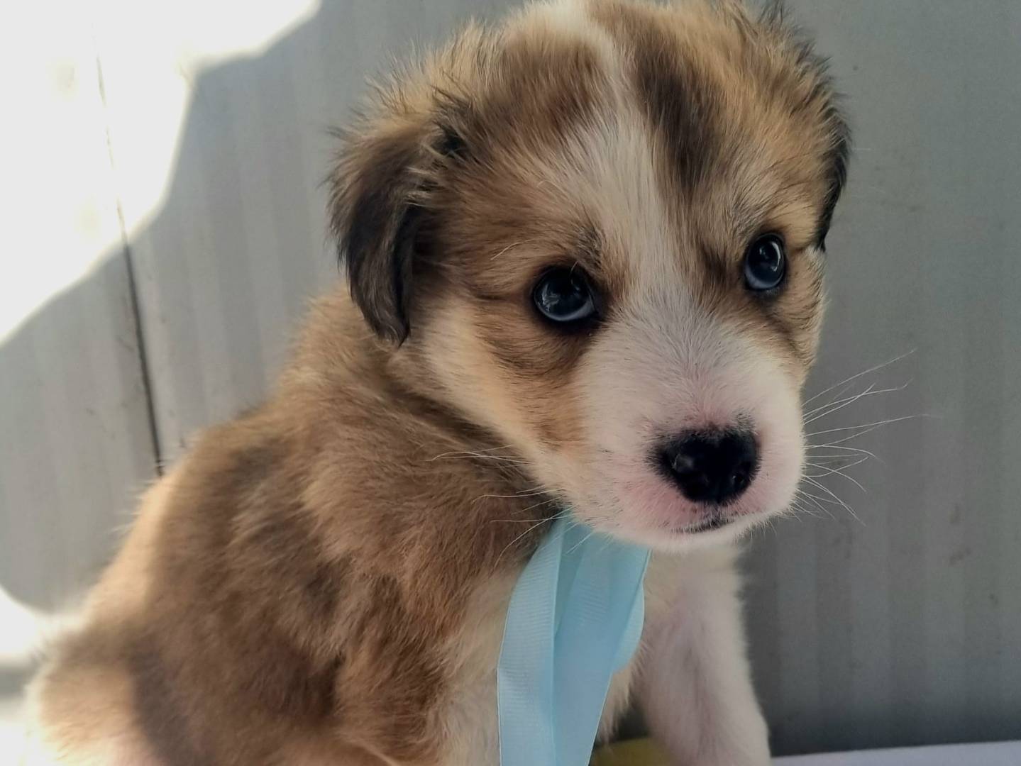 Adotta il cane Chris a Taranto