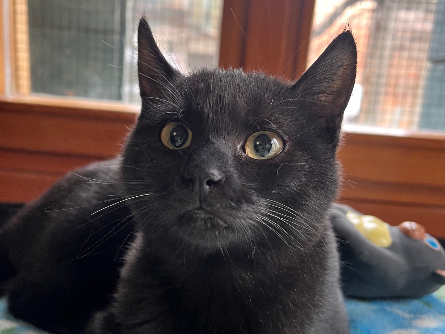 Adozione gatto, femmina, Razza sconosciuta Razza sconosciuta, 6 mesi, taglia non valida, Padova