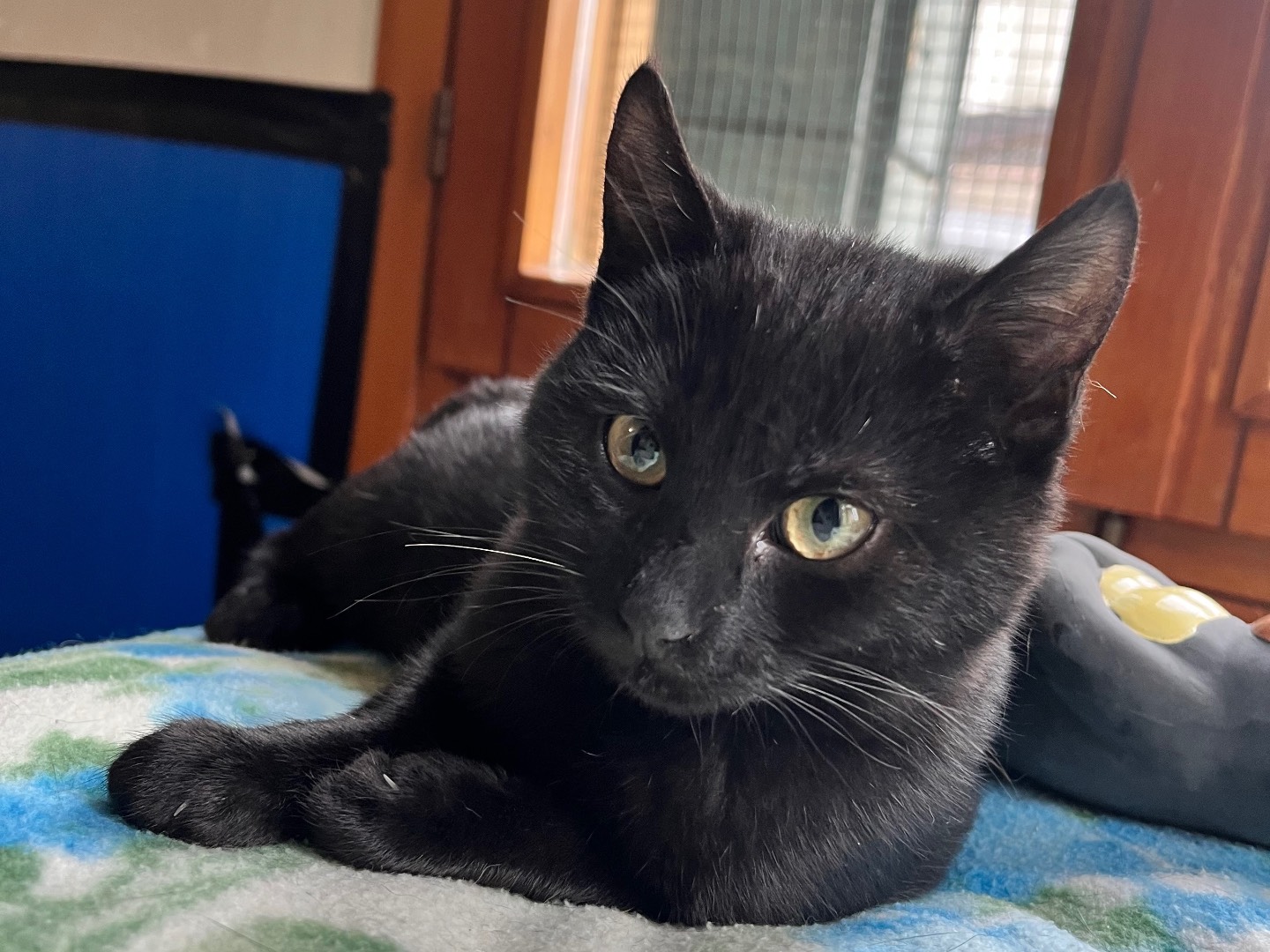 Adotta un gatto, femmina, 6 mesi, Padova