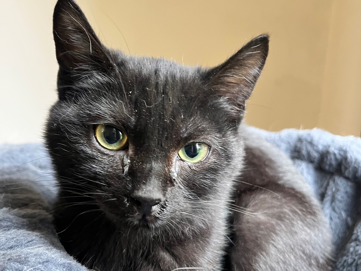 Adotta un gatto, taglia non valida, femmina, Padova