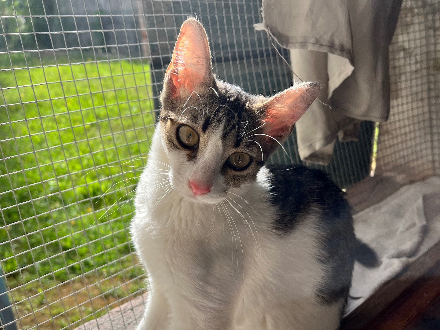 Adozione gatto, femmina, Razza sconosciuta Razza sconosciuta, 9 mesi, taglia non valida, Padova