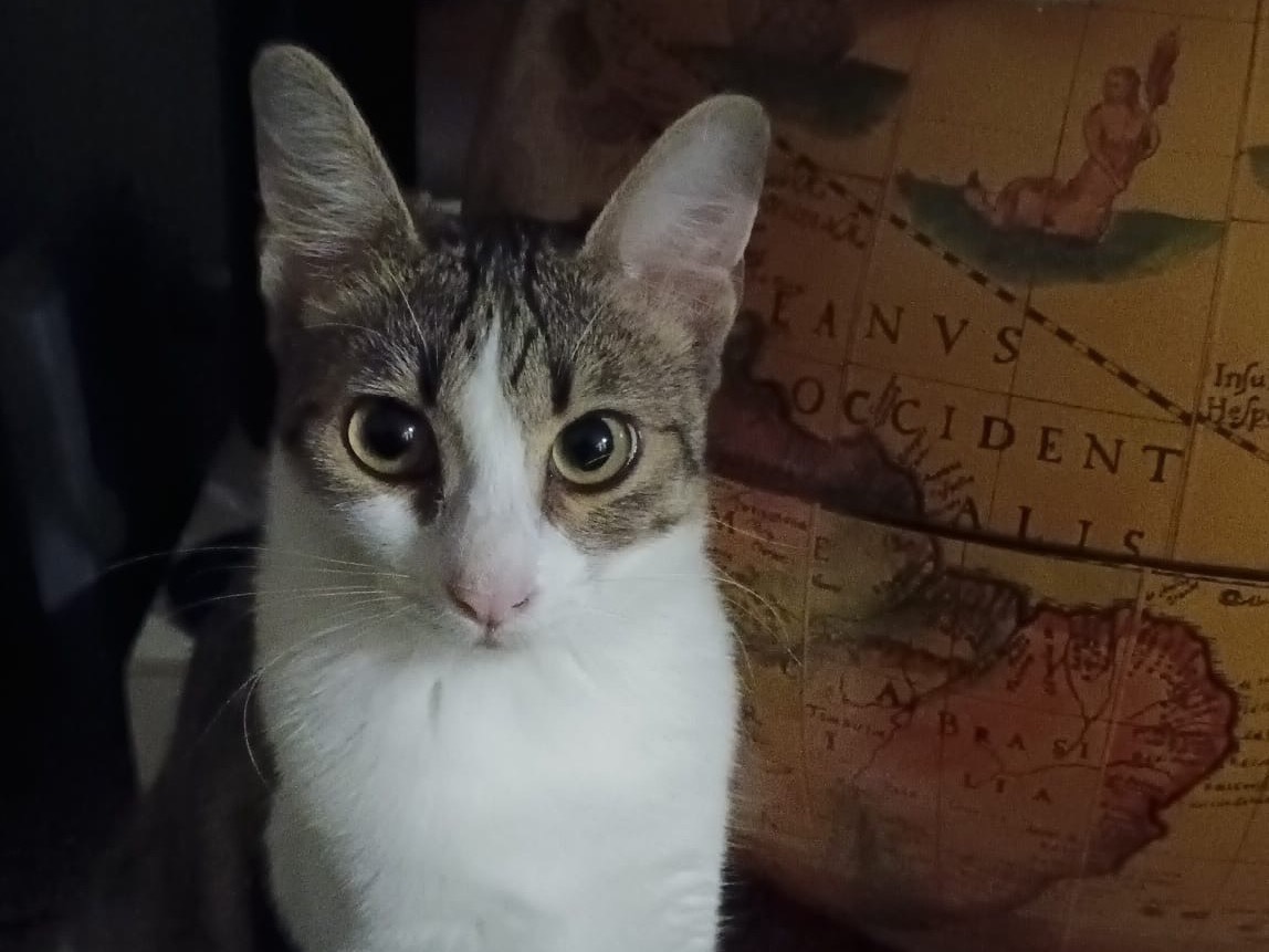 Adotta un gatto, femmina, 9 mesi, Padova