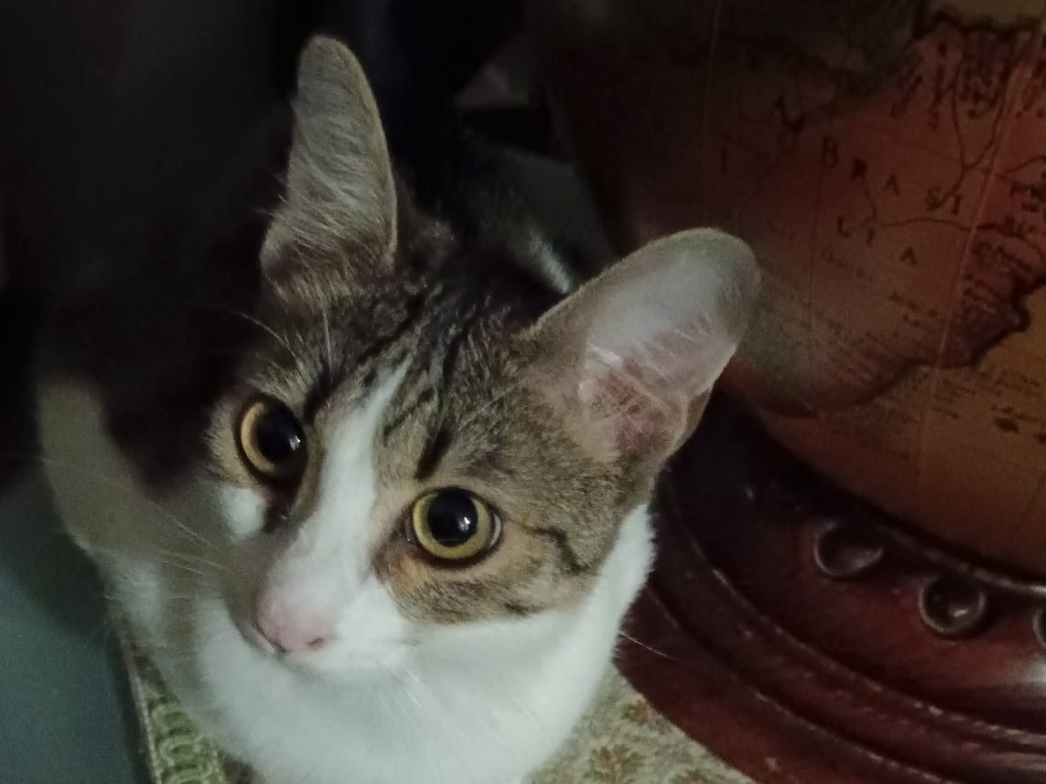 Adotta un gatto, taglia non valida, femmina, Padova