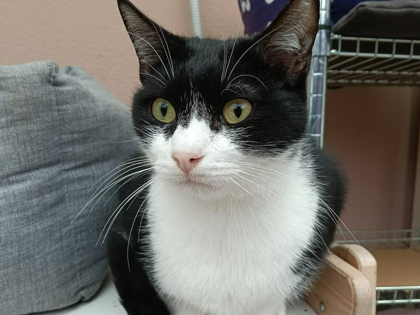 Adozione gatto, maschio, Razza sconosciuta Razza sconosciuta, 2 anni e 10 mesi, taglia non valida, Milano