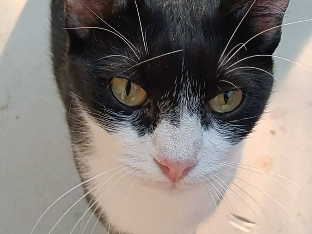 Adotta un gatto, maschio, 2 anni e 10 mesi, Milano