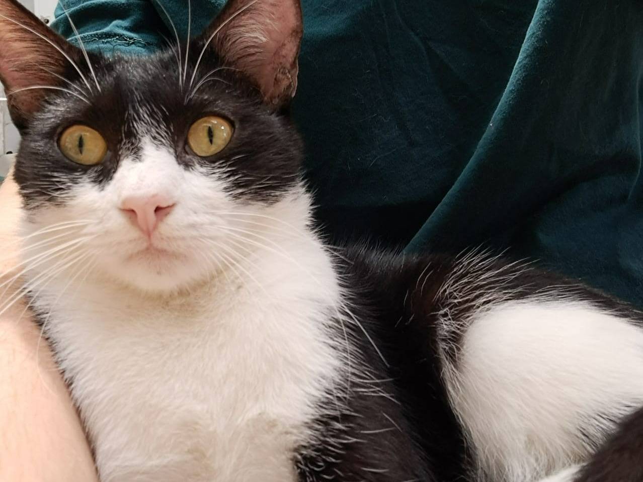 Adotta un gatto, taglia non valida, maschio, Milano