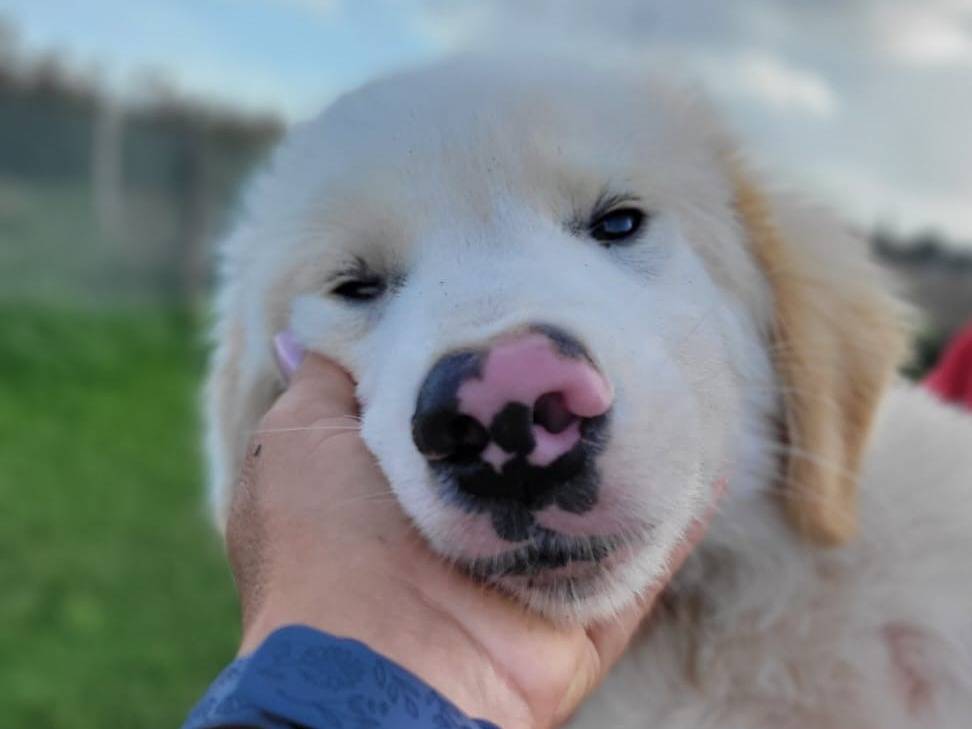 Adozione cane, maschio, Pastore maremmano Razza sconosciuta, 8 mesi, taglia grande, Latina