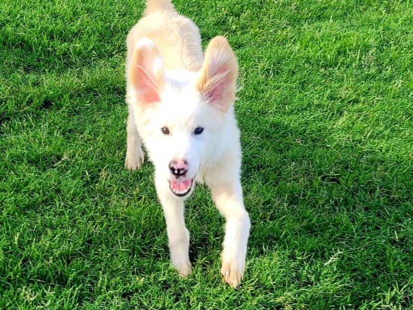 Adotta un cane, taglia grande, maschio, Latina