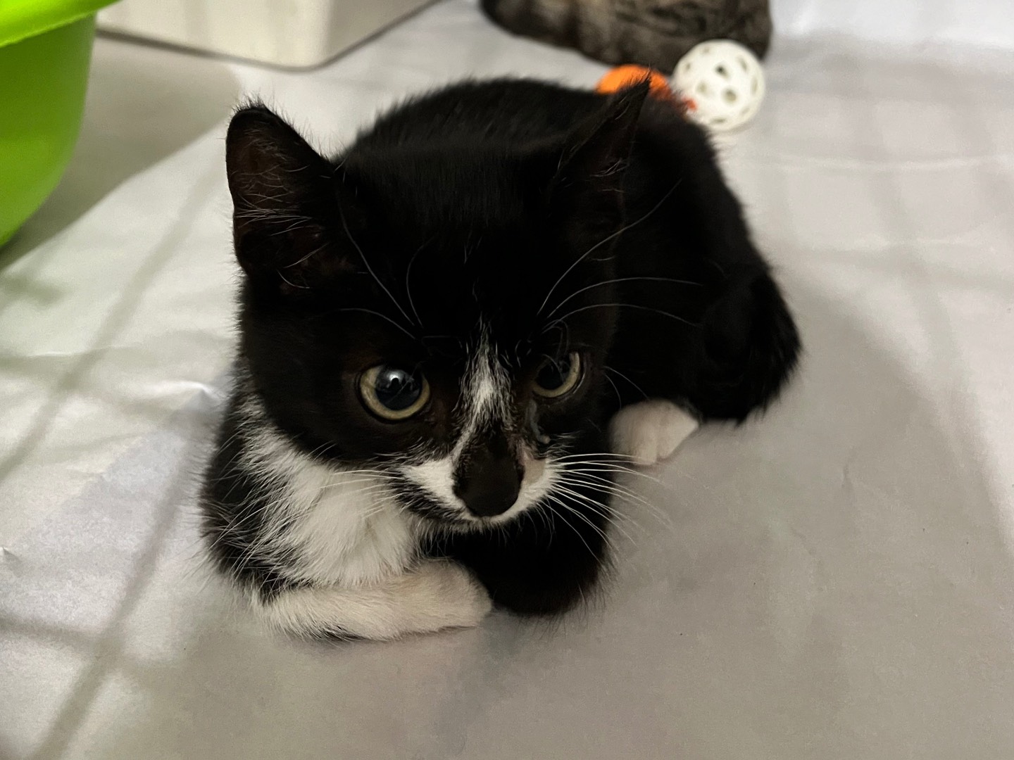 Adotta un gatto, maschio, 3 mesi, Padova