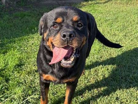Adozione cane, maschio, Rottweiler Razza sconosciuta, 6 anni e 7 mesi, taglia grande, Latina