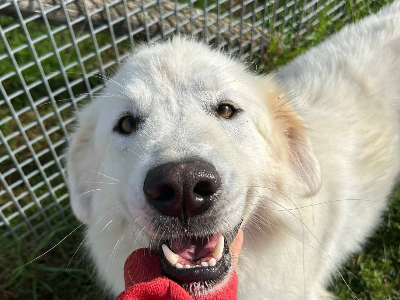 Adozione cane, maschio, Pastore maremmano Razza sconosciuta, 1 anno e 11 mesi, taglia grande, Latina