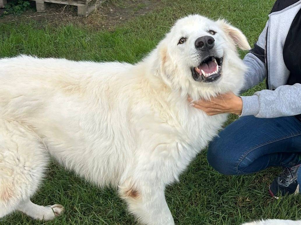 Adotta un cane, maschio, 1 anno e 11 mesi, Latina