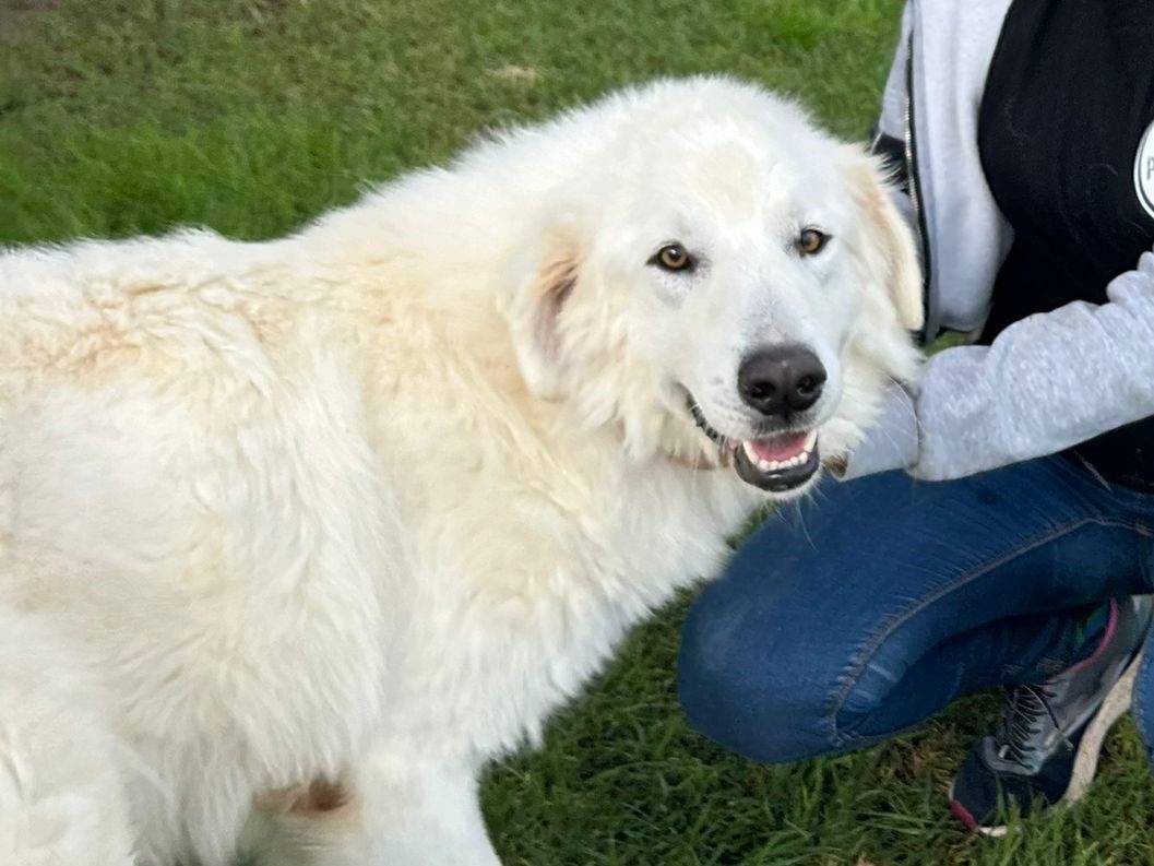 Adotta un cane, taglia grande, maschio, Latina