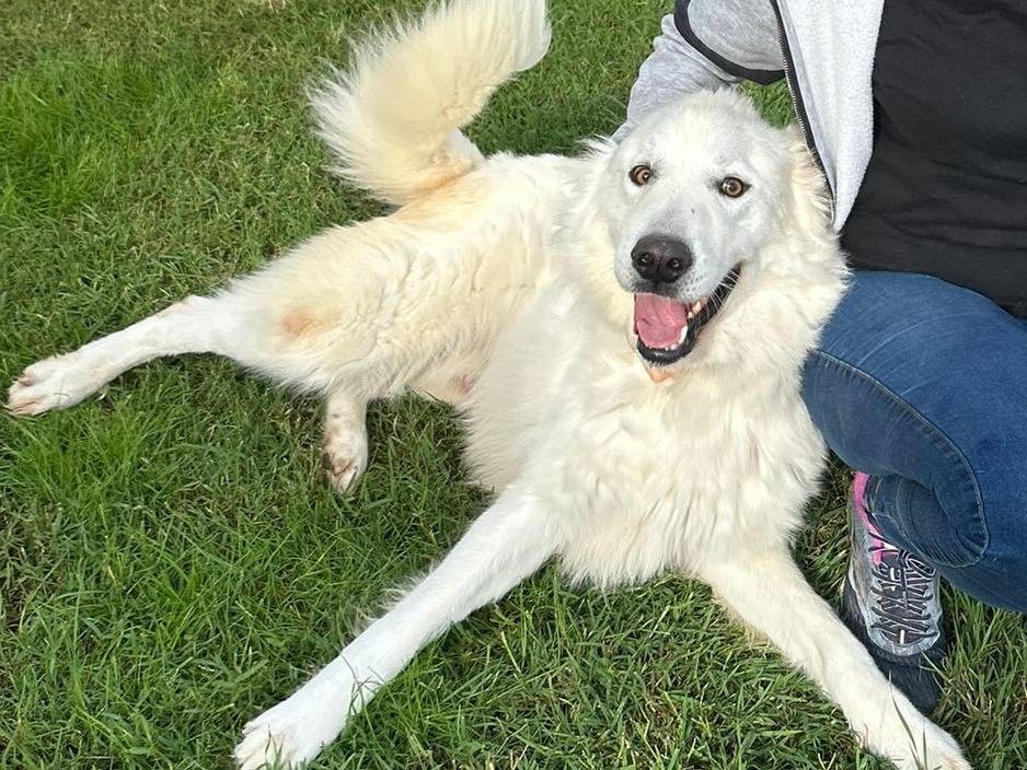 Vuoi adottare un cane a Latina?