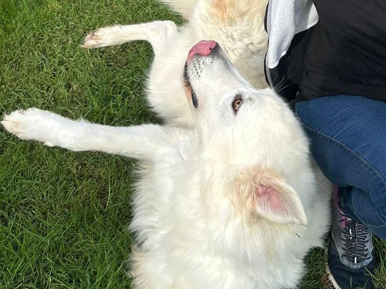 Adotta il cane Spartaco  a Latina