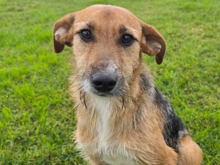 Adozione cane, femmina, Razza sconosciuta Razza sconosciuta, 1 anno e 8 mesi, taglia media contenuta, Latina