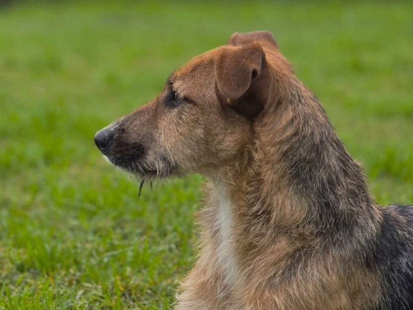Adotta un cane, femmina, 1 anno e 8 mesi, Latina
