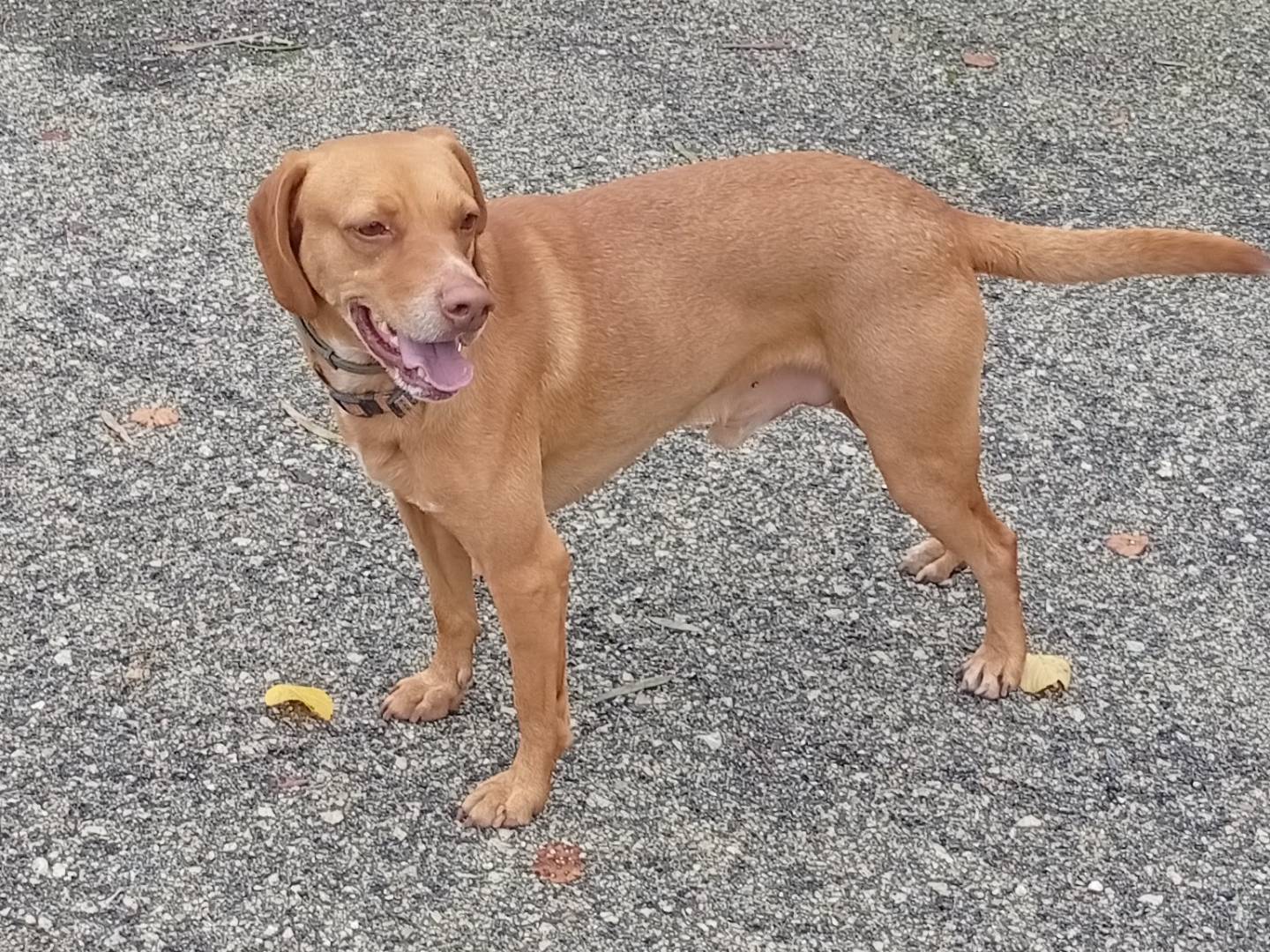 Adozione cane, maschio, Razza sconosciuta Razza sconosciuta, 3 anni e 7 mesi, taglia media contenuta, Palermo