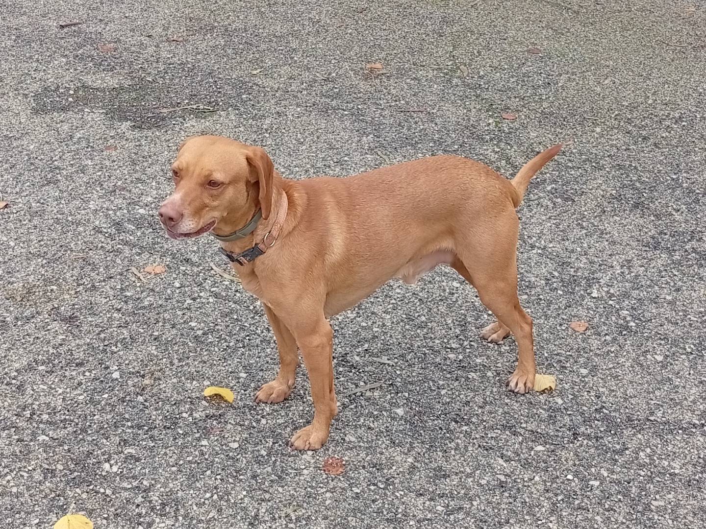 Adotta un cane, maschio, 3 anni e 7 mesi, Palermo