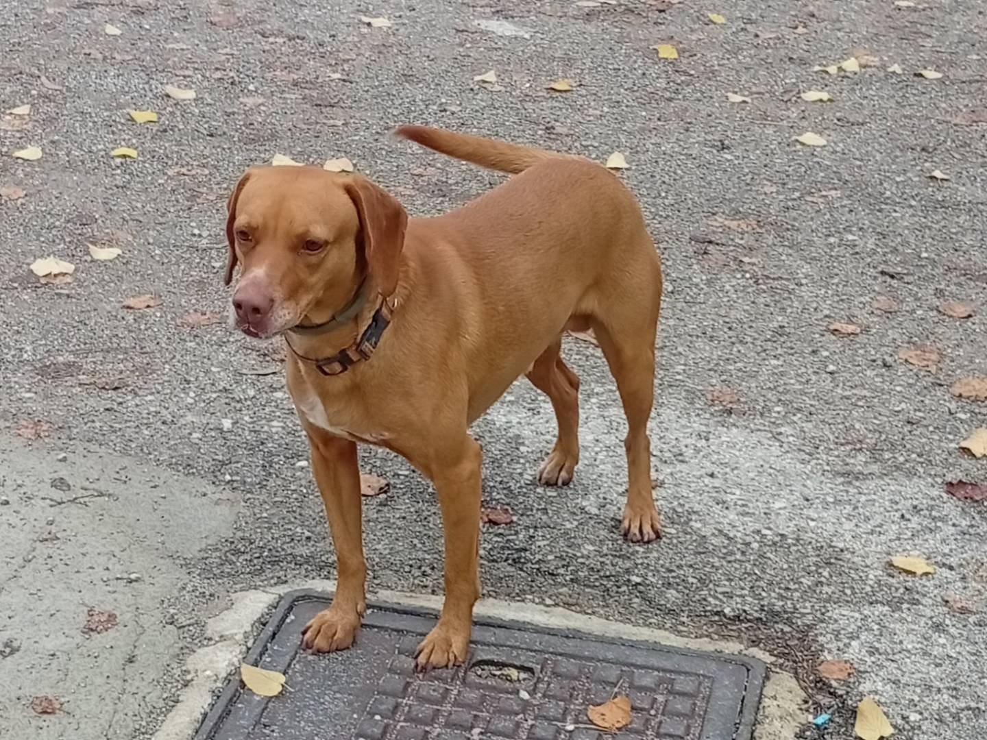 Adotta un cane, taglia media contenuta, maschio, Palermo