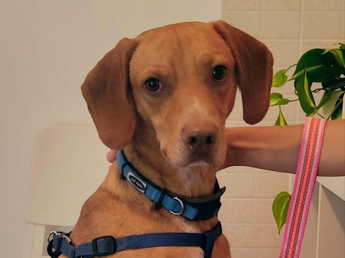 Vuoi adottare un cane a Palermo?