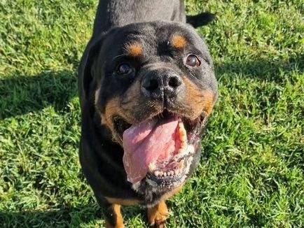 Adotta un cane, taglia grande, maschio, Latina