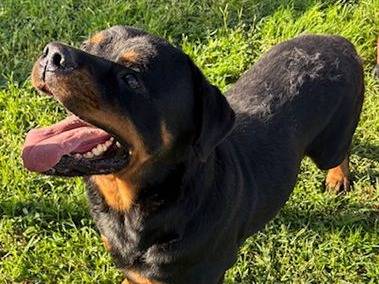 Adotta il cane Aaron a Latina