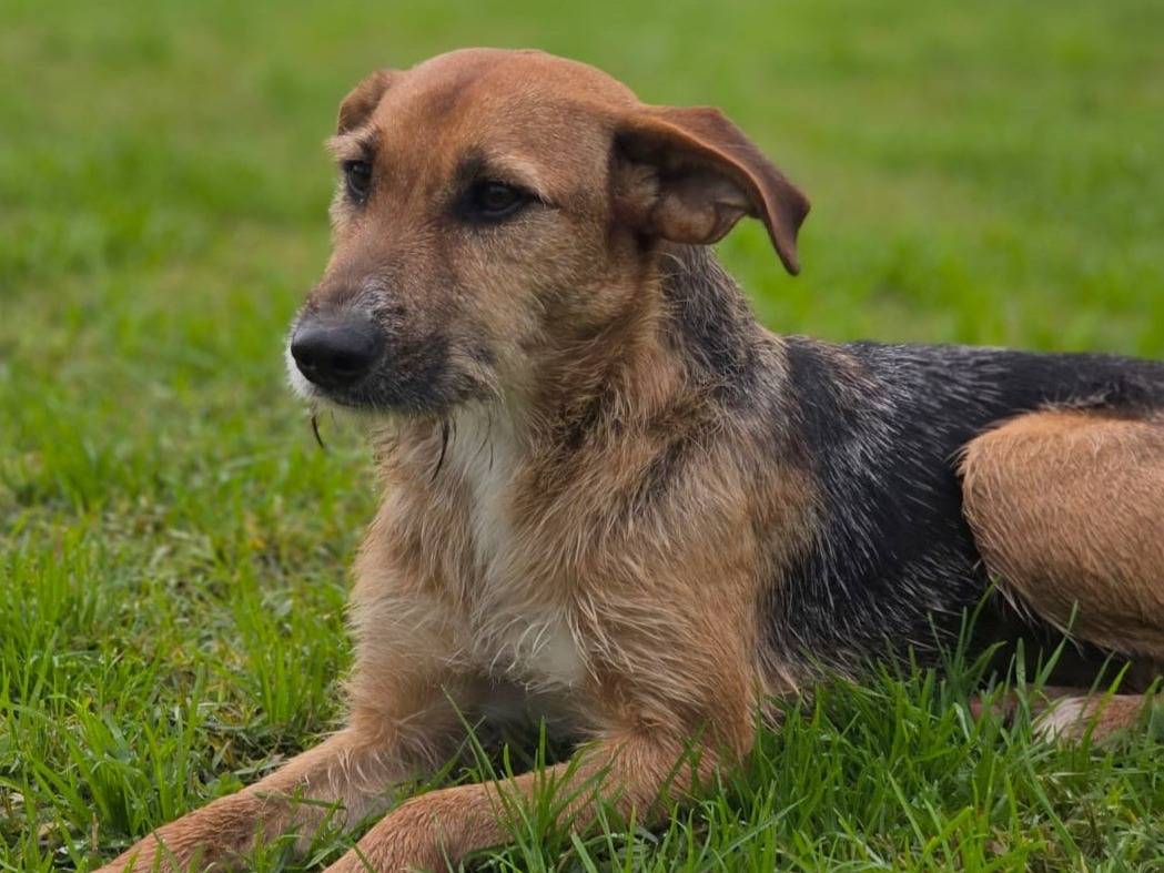 Adotta un cane, taglia media contenuta, femmina, Latina