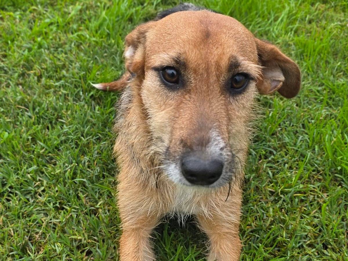 Vuoi adottare un cane a Latina?