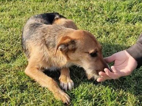 Adotta il cane Susy a Latina