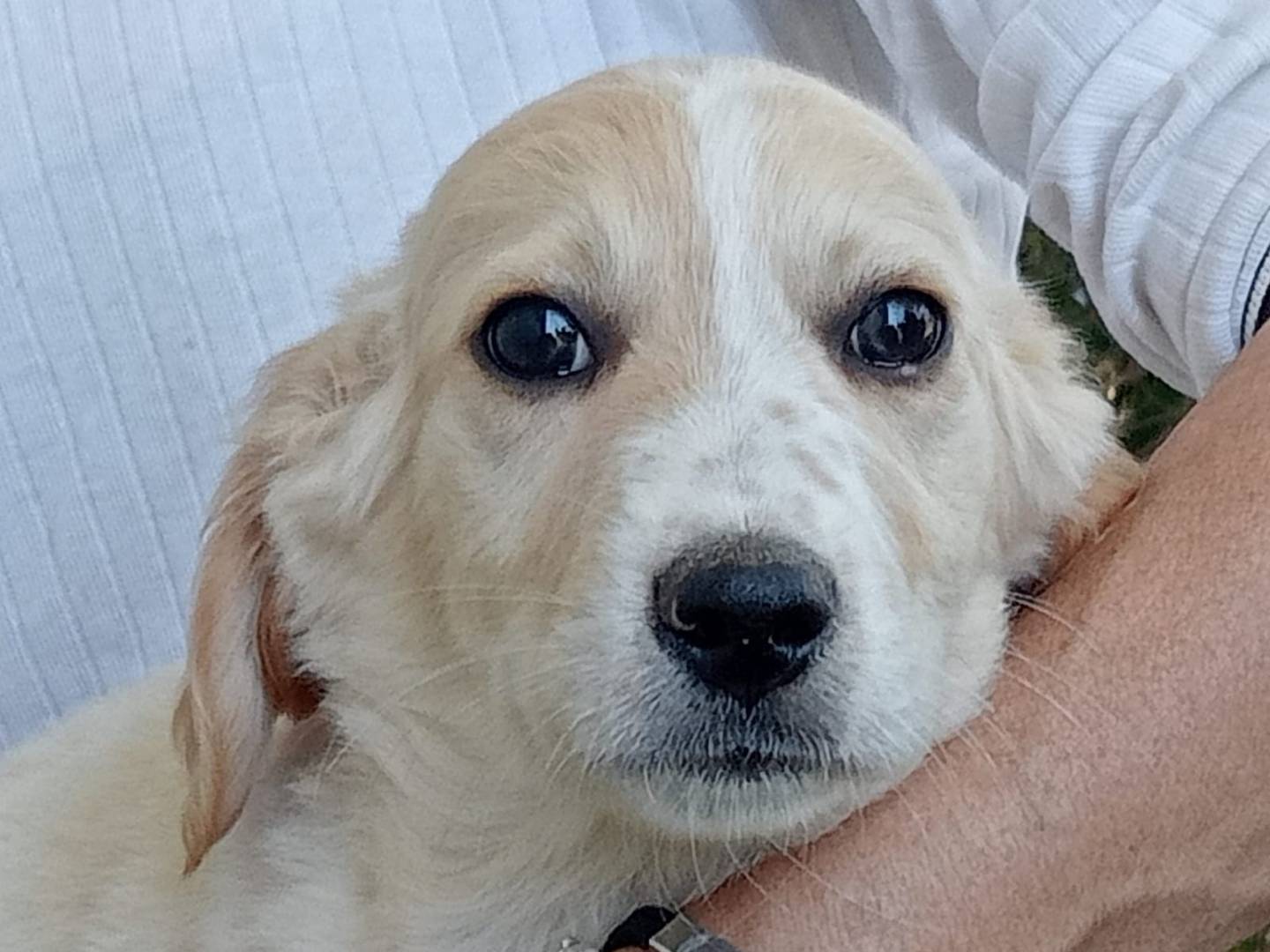 Adozione cane, maschio, Labrador Retriever Razza sconosciuta, 5 mesi, taglia media, Frosinone