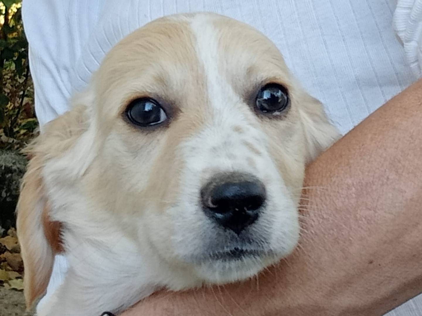 Adotta un cane, maschio, 5 mesi, Frosinone