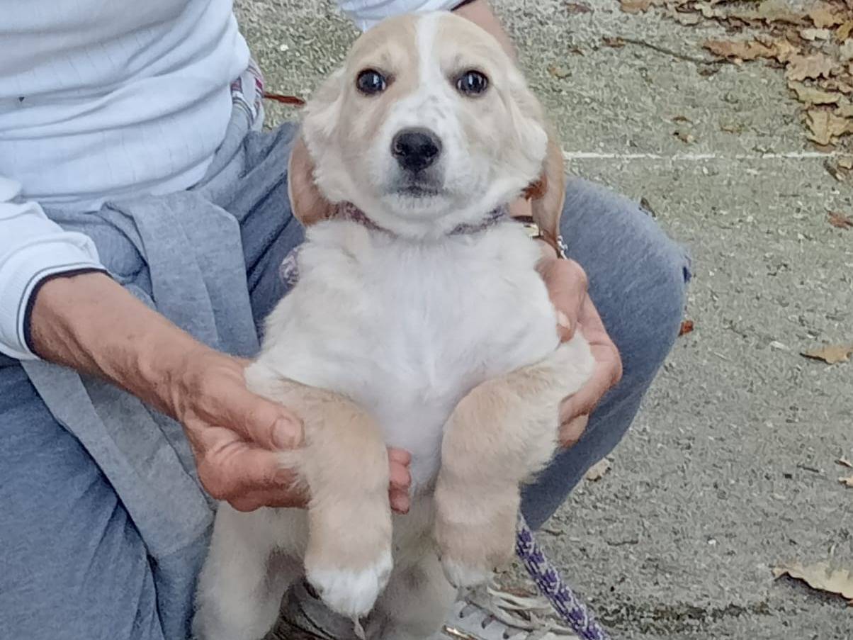 Adotta un cane, taglia media, maschio, Frosinone