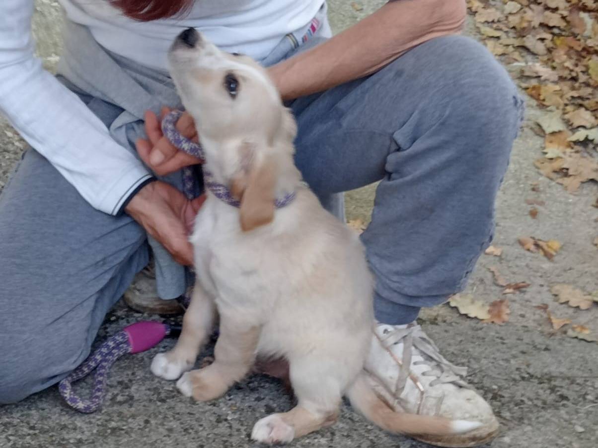 Vuoi adottare un cane a Frosinone?