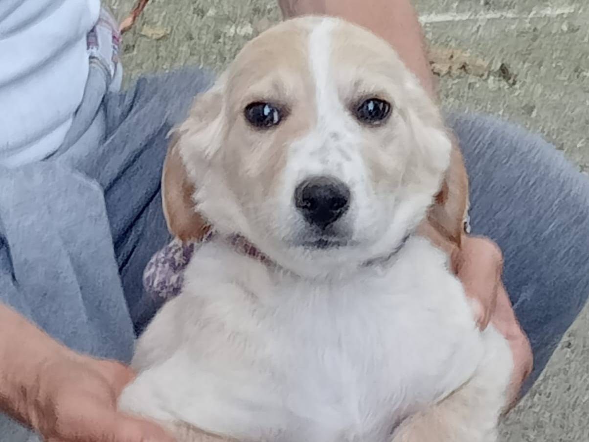 Adotta il cane DODI a Frosinone