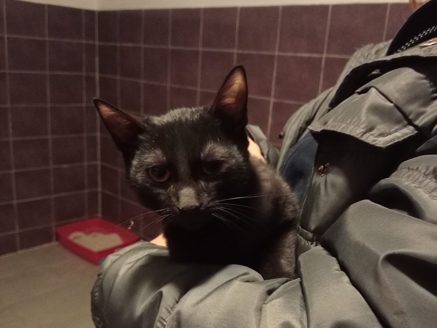 Adozione gatto, femmina, Razza sconosciuta Razza sconosciuta, 1 anno e 3 mesi, taglia non valida, Torino