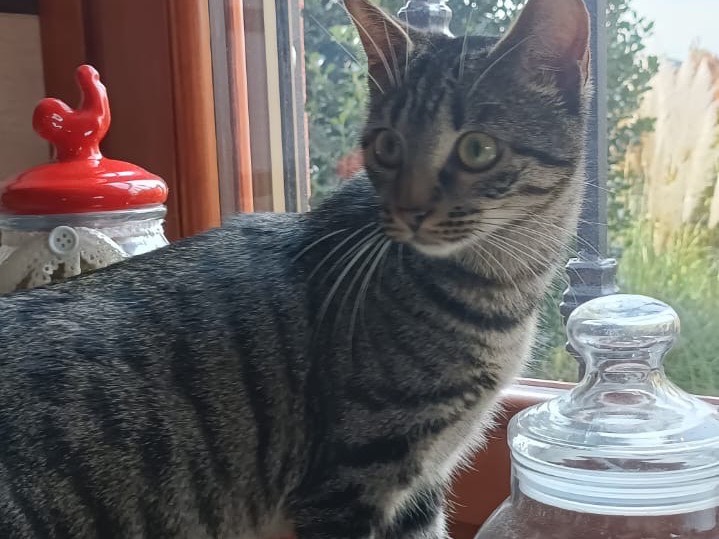 Adozione gatto, femmina, Razza sconosciuta Razza sconosciuta, 7 mesi, taglia non valida, Torino