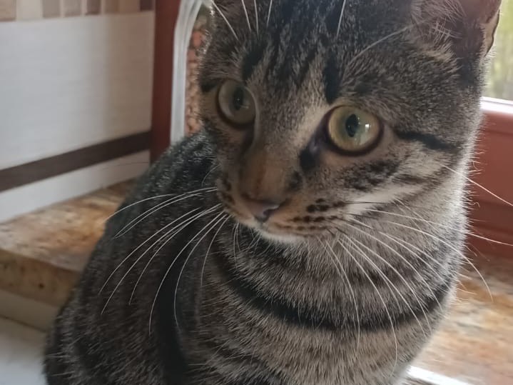 Adotta un gatto, femmina, 7 mesi, Torino