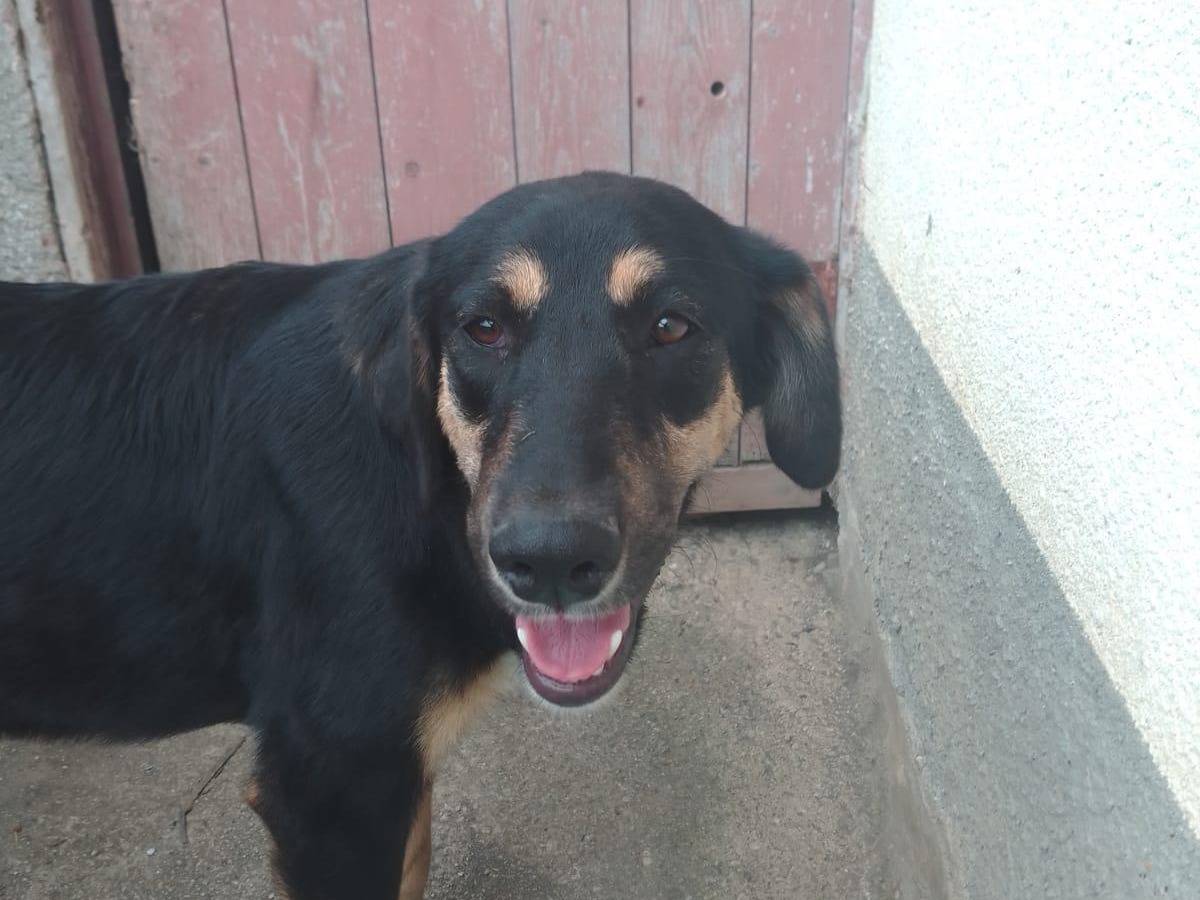 Adotta un cane, femmina, 1 anno, Avellino