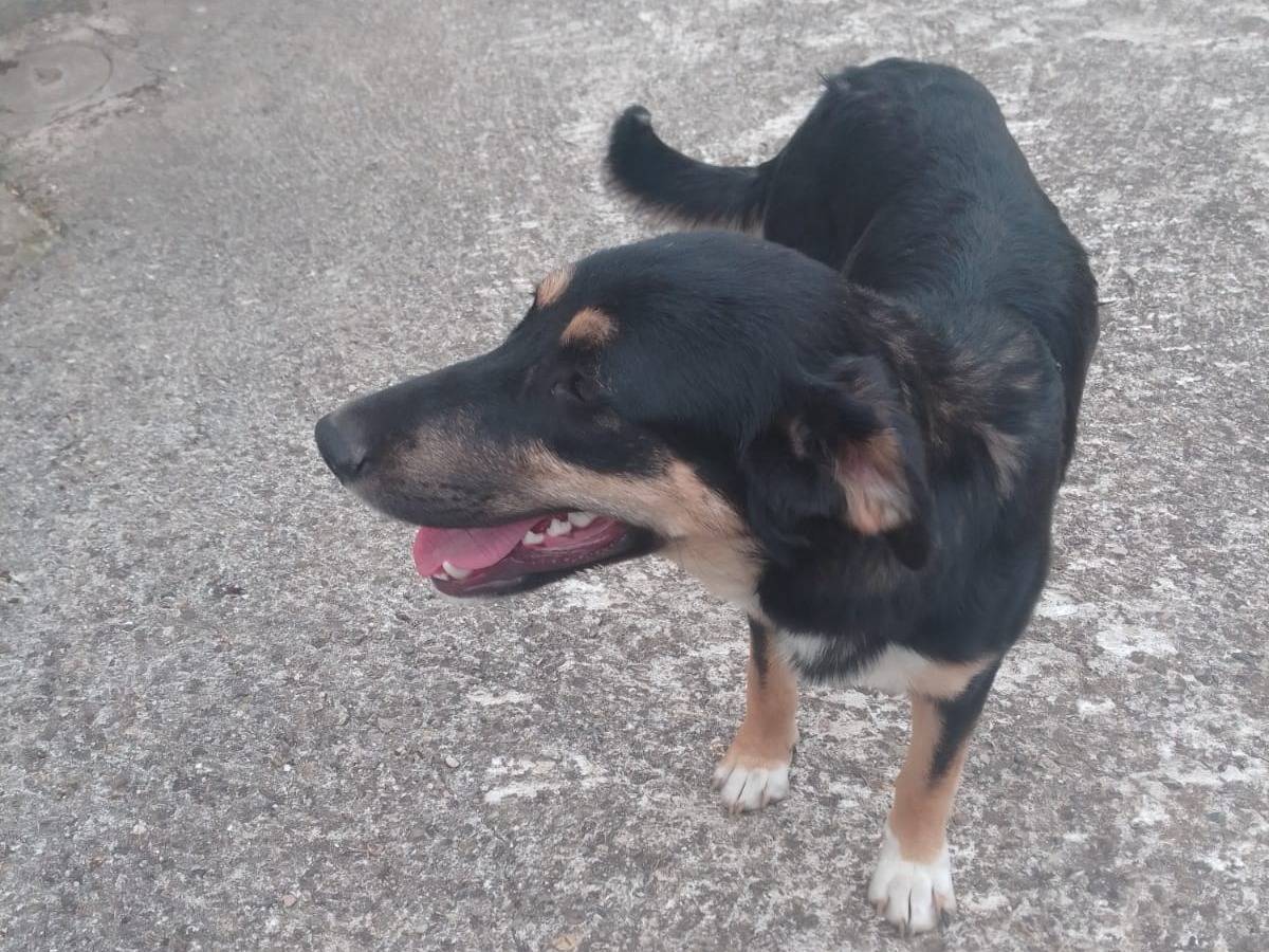 Adotta un cane, taglia media, femmina, Avellino