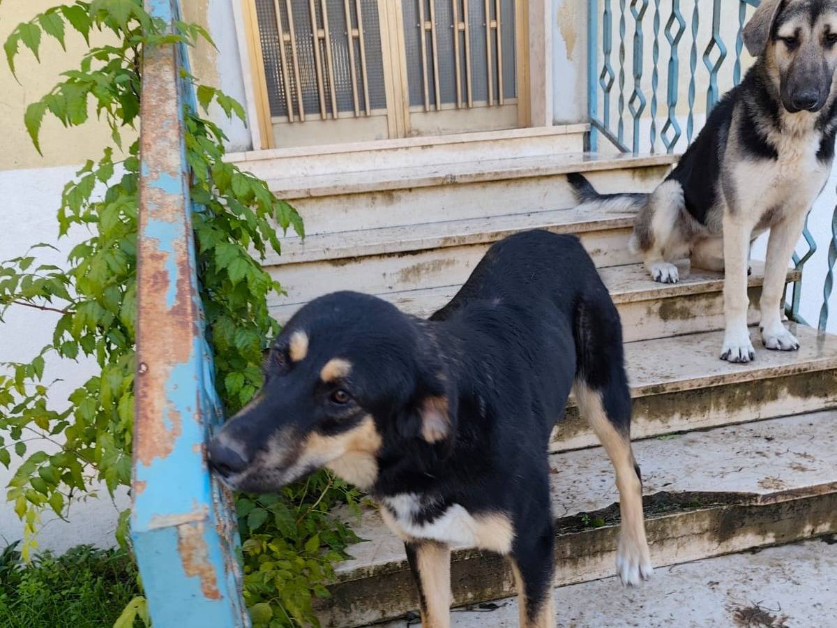 Vuoi adottare un cane a Avellino?