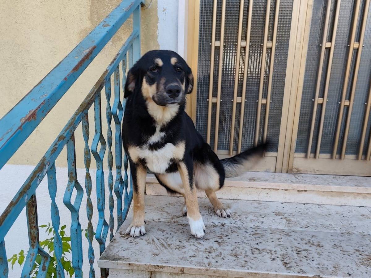 Adotta il cane KIMBERLIN a Avellino