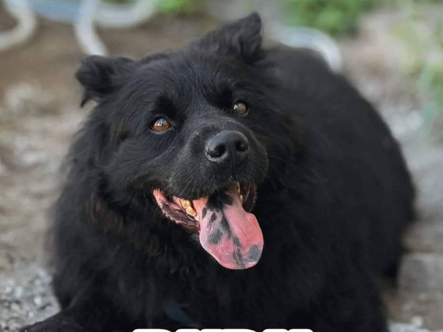 Vuoi adottare un cane a Caserta?