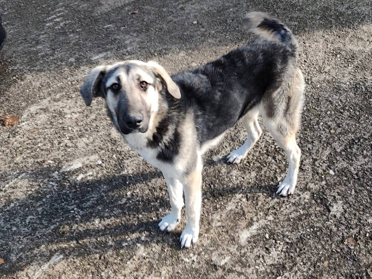 Adozione cane, femmina, Razza sconosciuta Razza sconosciuta, 1 anno, taglia media, Avellino