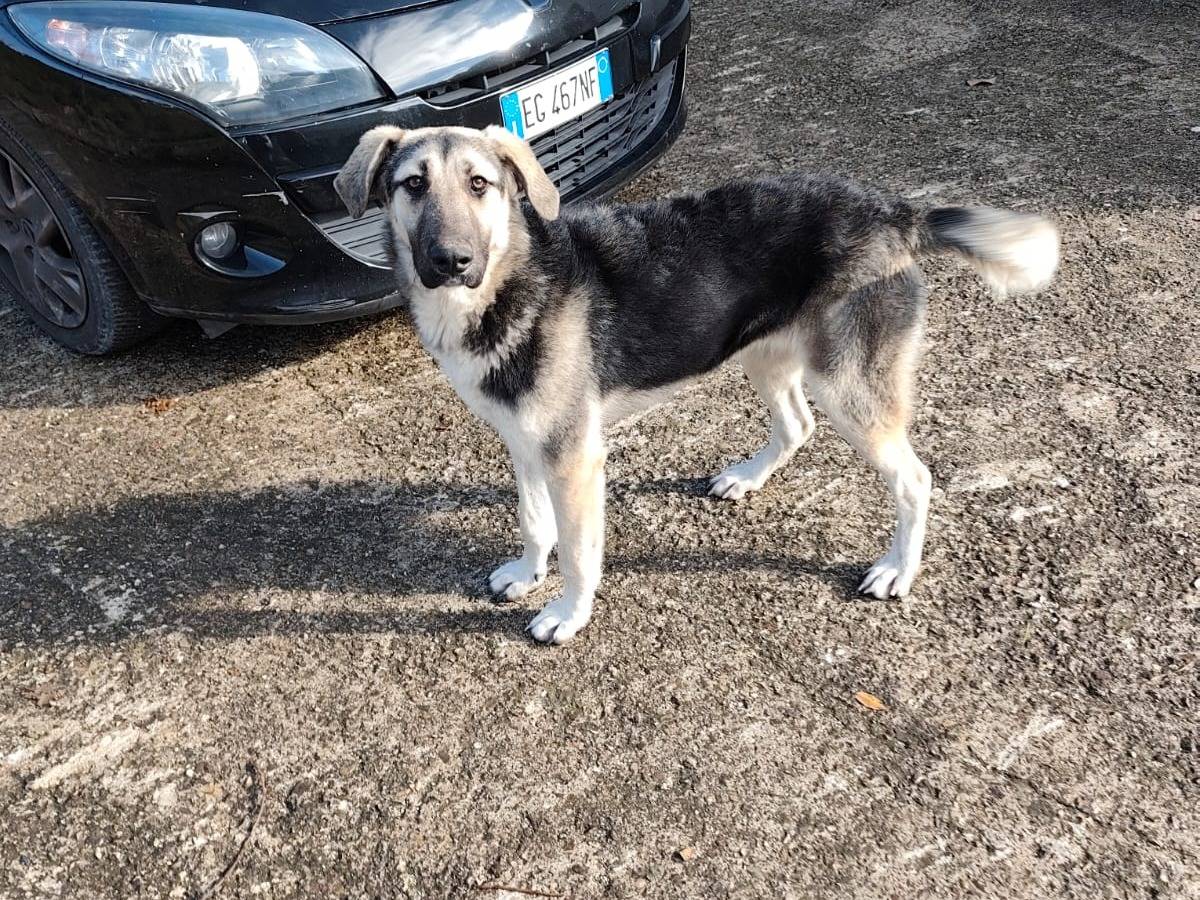 Adotta un cane, taglia media, femmina, Avellino