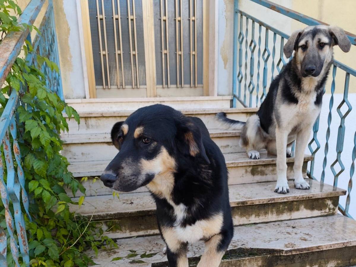 Vuoi adottare un cane a Avellino?